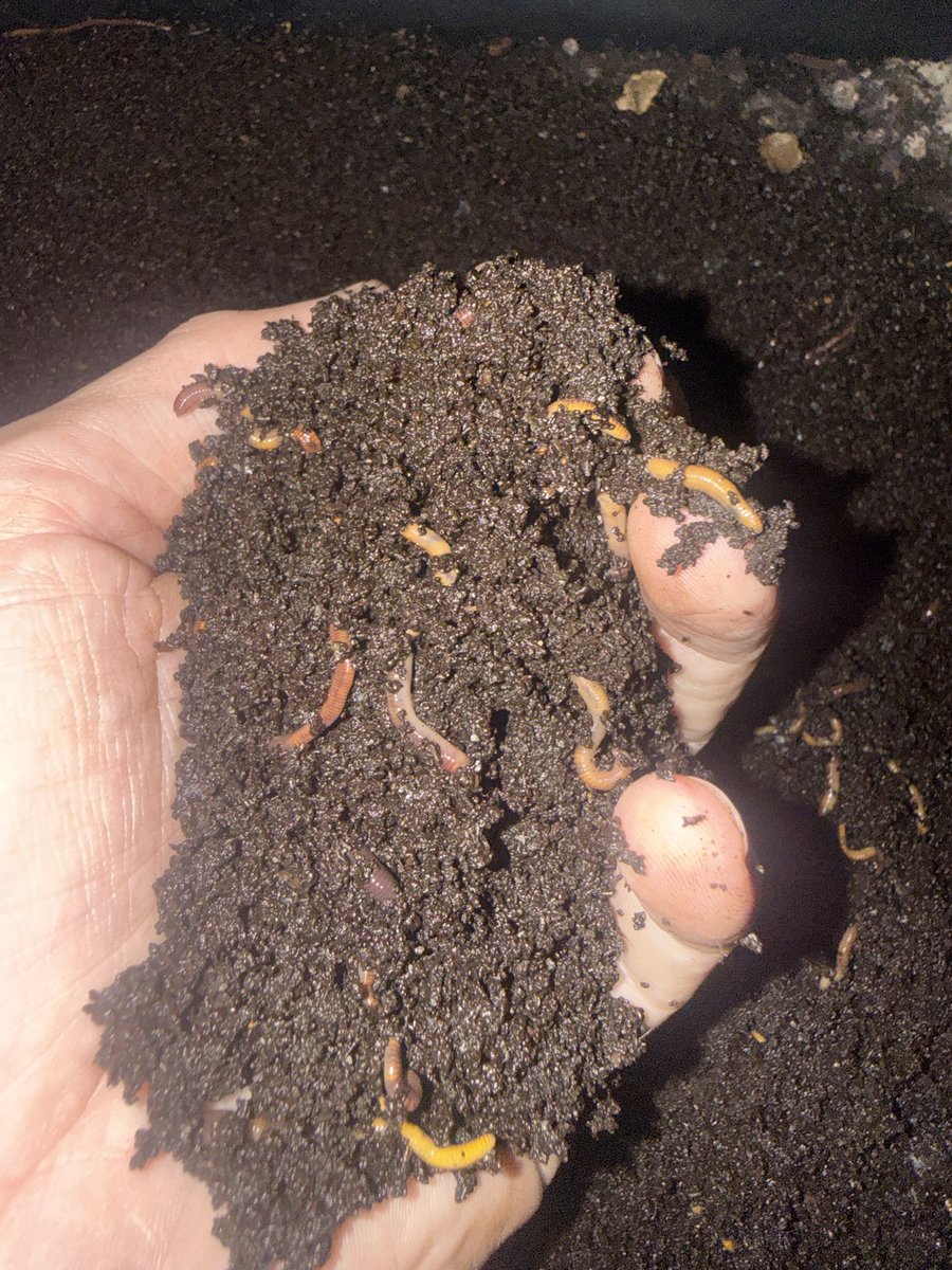Worms for Composting - Local Delivery Only!
