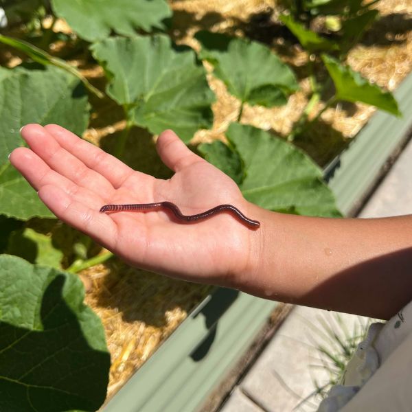 Red Wiggler Composting Worms For Sale - Pure (SC)