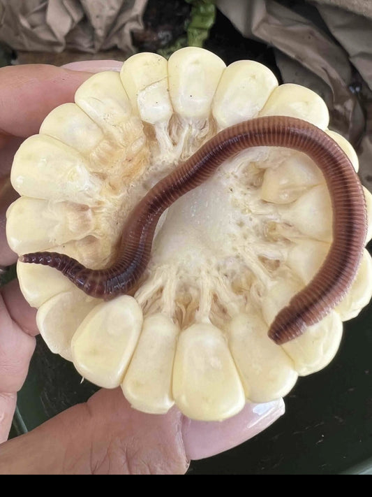 Pure European Nightcrawler Composting Worms (SC)