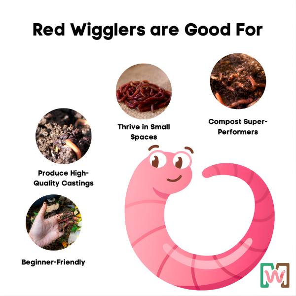 Red Wiggler Composting Worms For Sale - Pure (SC)
